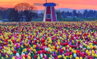 5* Amadeus Brilliant ile Ren Nehrinde Lale Zamanı