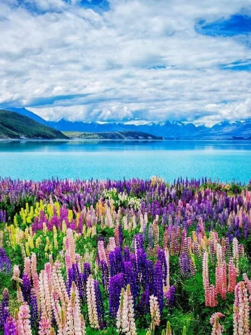 Yeni Zelanda Turları